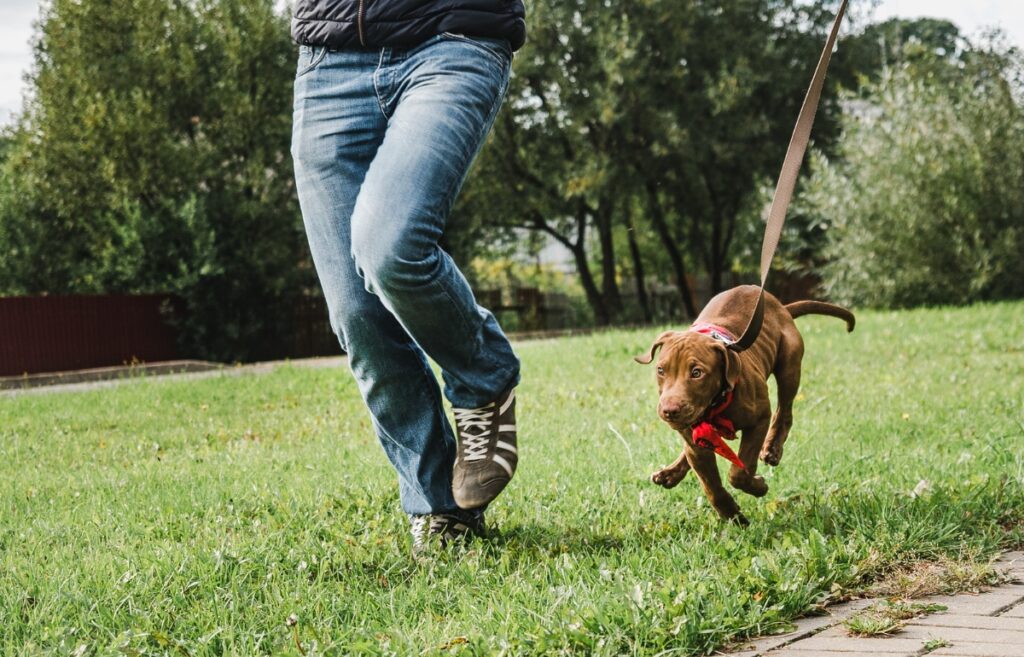 comment dresser un chien à marcher en laisse
