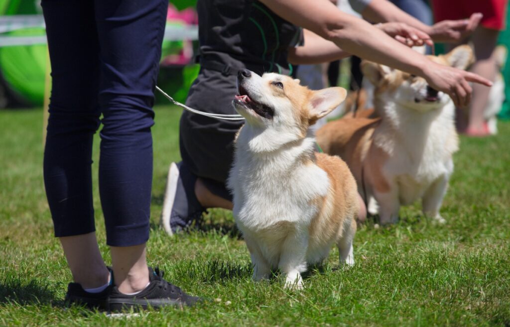 entraînement en laisse
