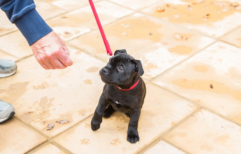 comment apprendre à un chiot à marcher en laisse
