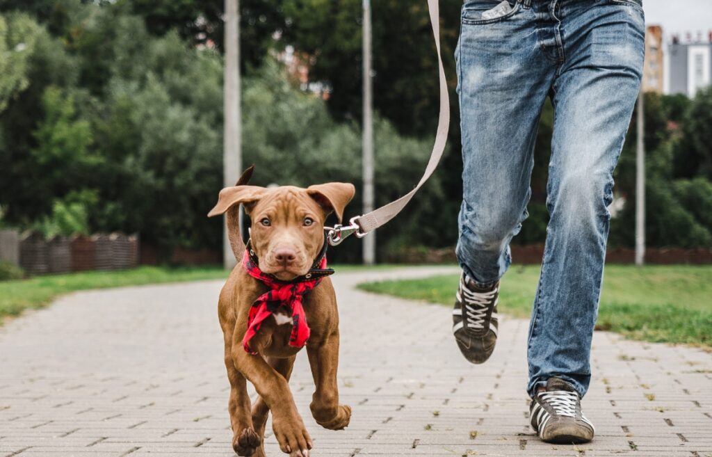 dressage de chien en laisse
