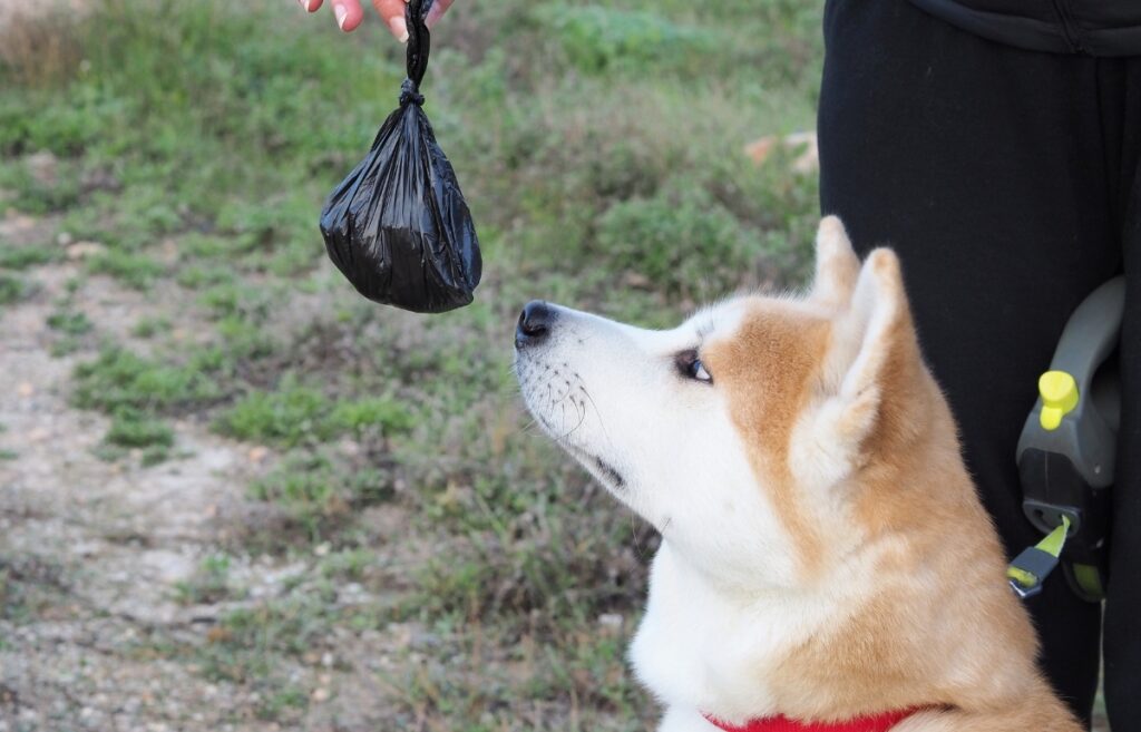 formation en laisse pour chiot
