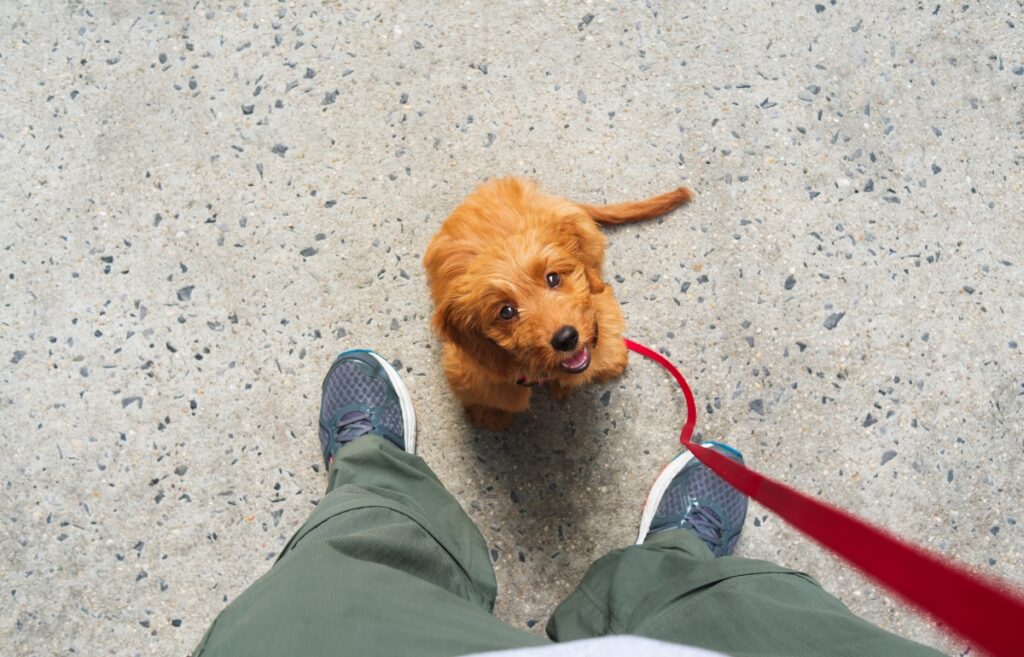 apprendre à un chiot à marcher en laisse
