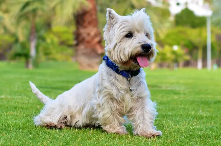 Glen d'Imaal Terrier