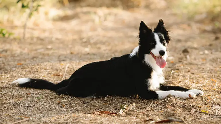 border collie