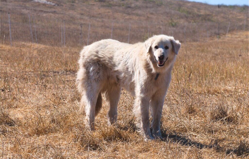 races de chiens de garde de moutons
