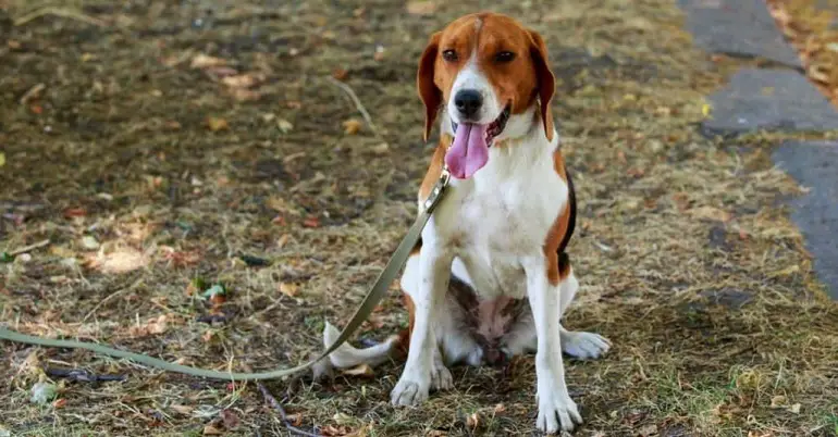 chiens de renard