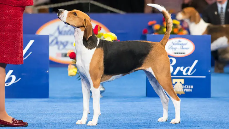 chiots foxhound américain