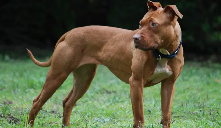 races de chiens de nounou