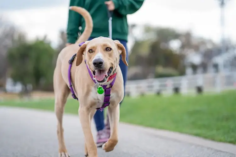 population canine aux États-Unis