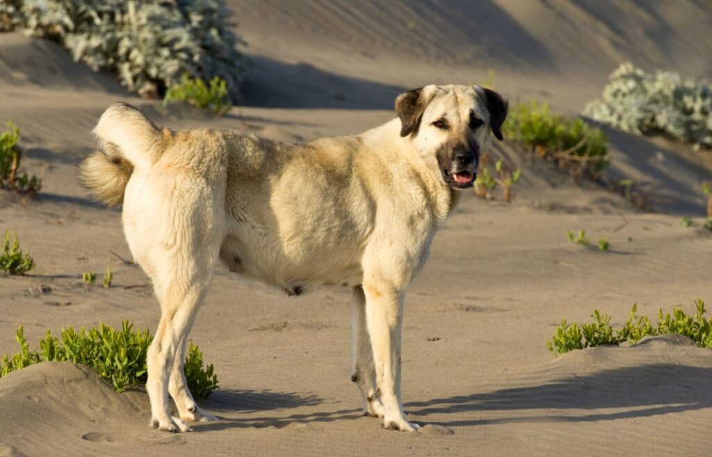 chiens de garde de bétail
