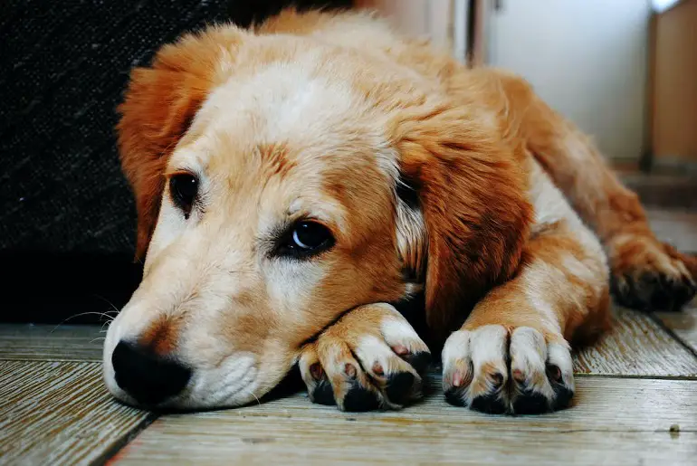 comportement étrange après la stérilisation d'un chien