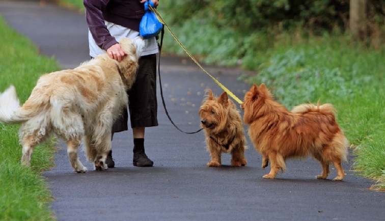 combien y a-t-il de chiens dans le monde 2022
