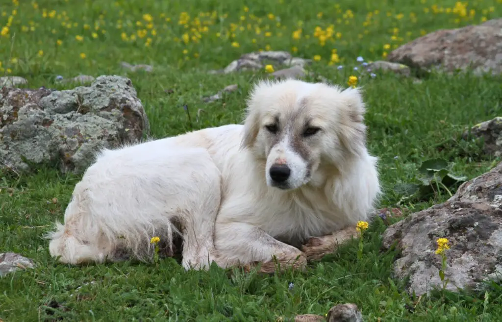 des chiens qui protègent les moutons
