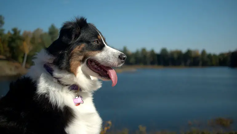 chien de berger australien