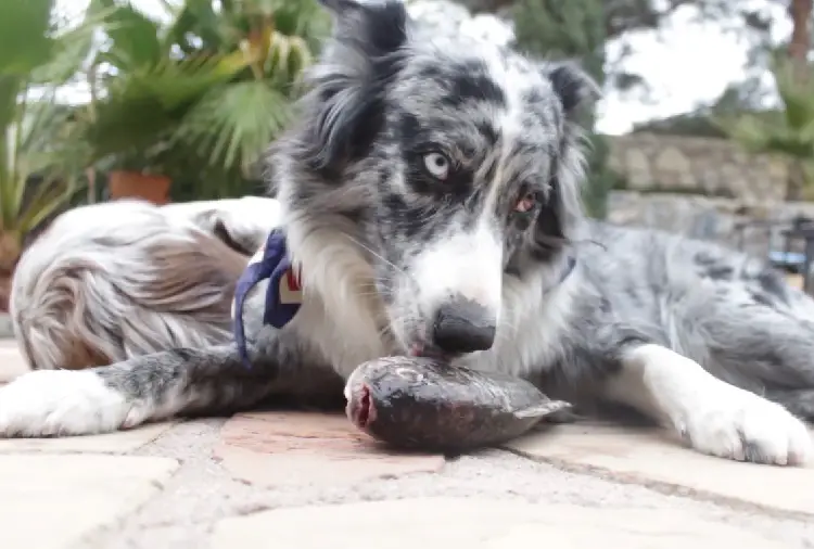 chien de berger australien