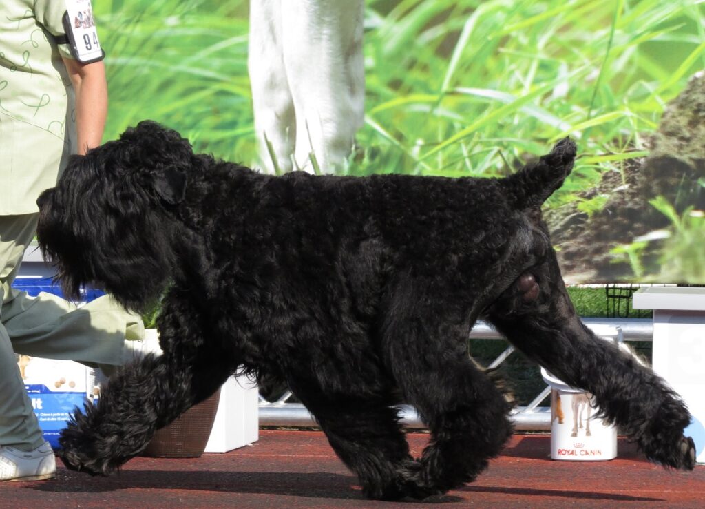 quel est le chien le plus cher du monde
