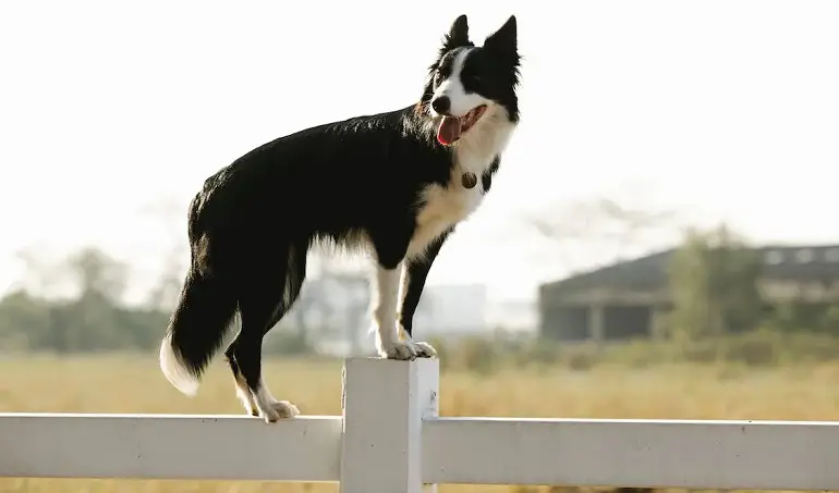 chiot border collie