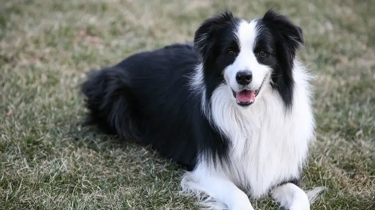 couleurs du border collie