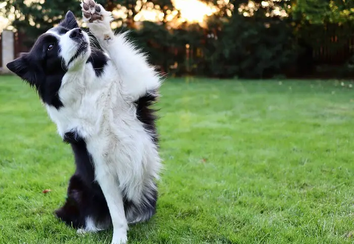 border collie cheveux courts