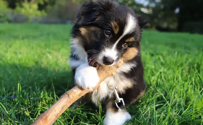 mélange de border collie