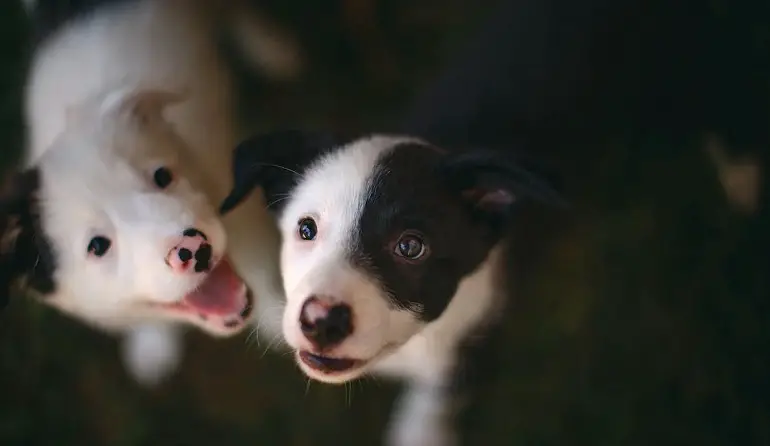 border collie