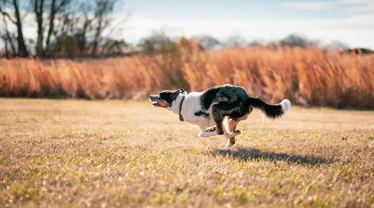 chiots border collie