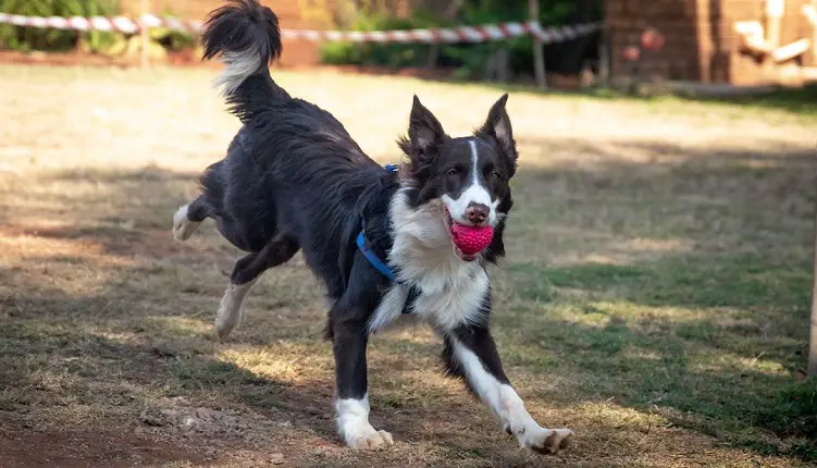 border collie brun