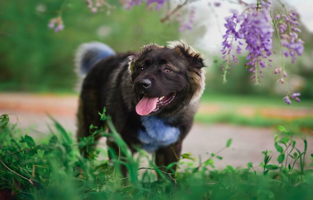 chiens de berger blancs
