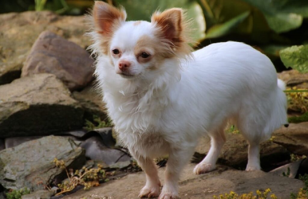 races de chiens agressives
