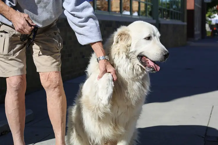 population canine aux États-Unis