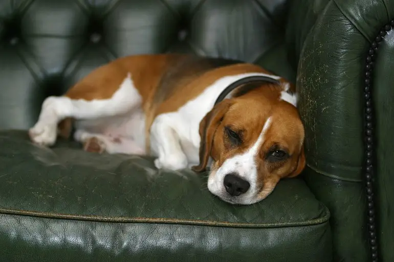 les chiens peuvent-ils tomber malades en mangeant des crottes de chat
