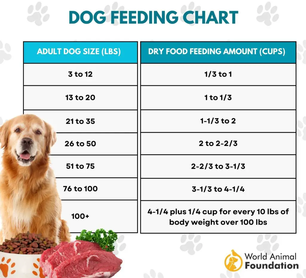 Tableau d'alimentation pour chien