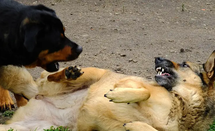 les combats de chiens sont-ils illégaux