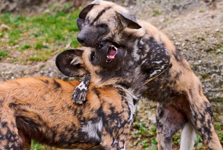 combats de chiens illégaux