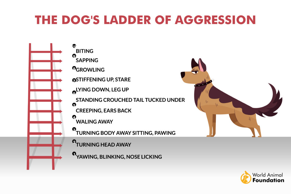 Conseils pour dresser un chien agressif