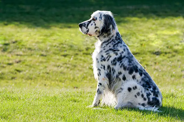 tempérament du setter anglais
