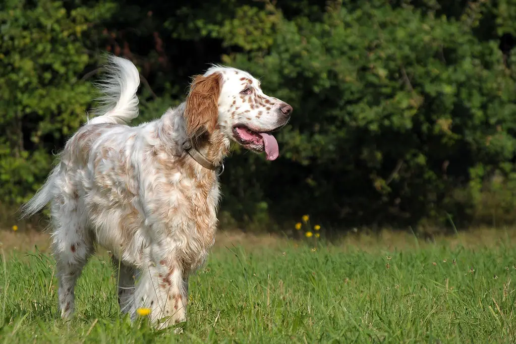 chien setter anglais
