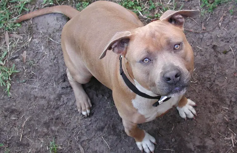 quelle race de chien était une nounou