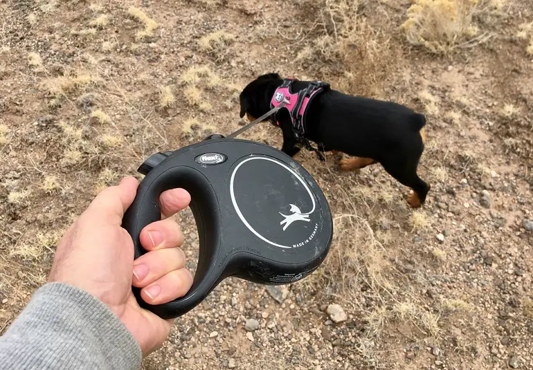 meilleure laisse rétractable pour chien