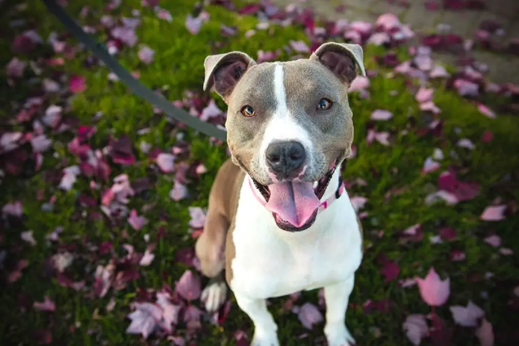 noms de pitbull féminins
