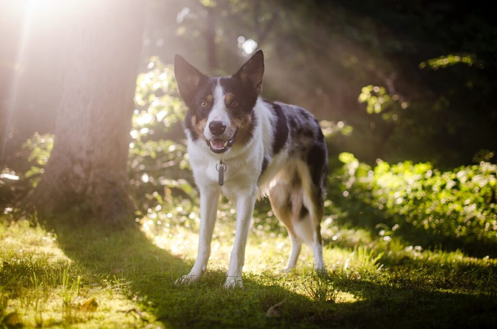 est-ce que tous les chiens viennent de loups
