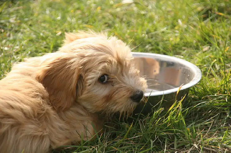 Glen of Imaal Terrier assis