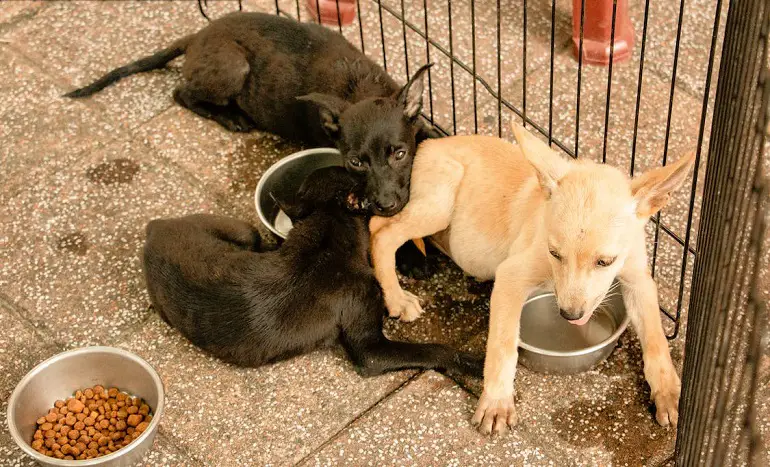 socialisation du chien adulte