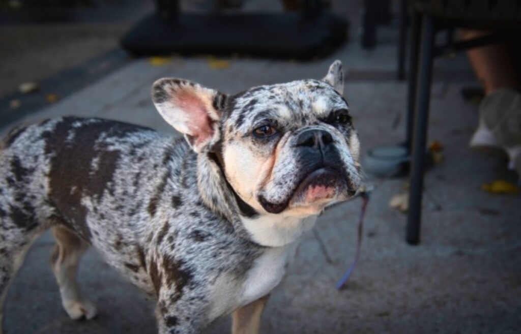 quel est le chien le plus cher du monde
