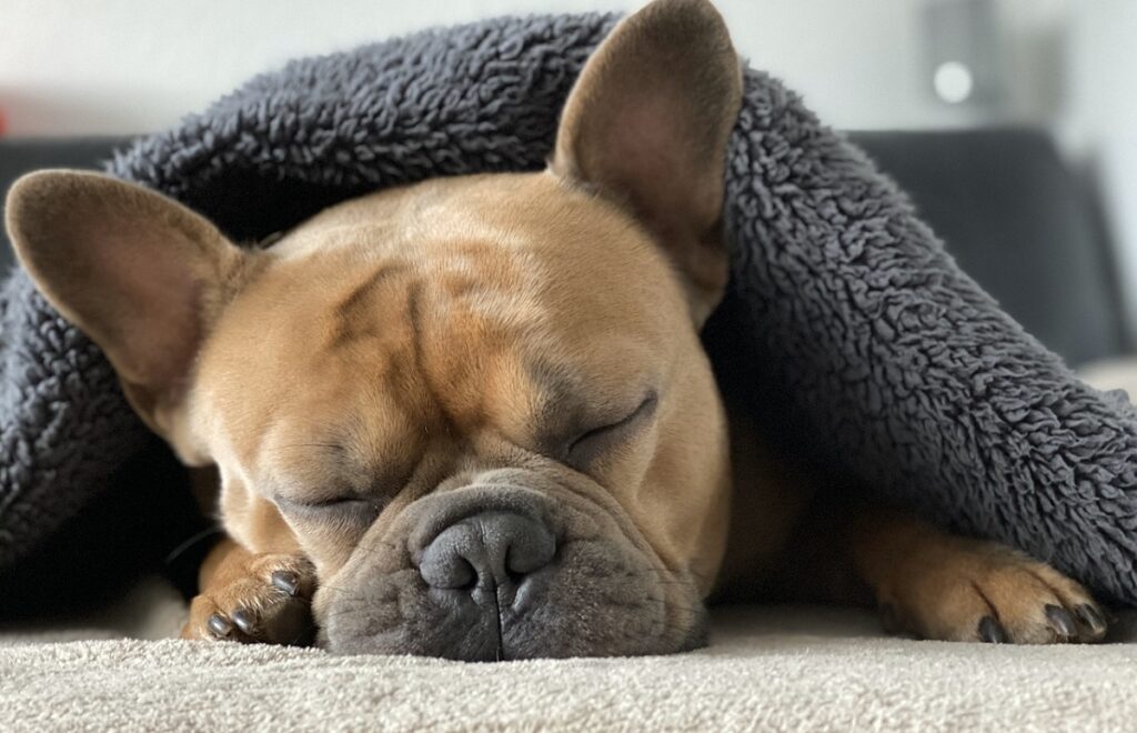 Assurance bouledogue français 