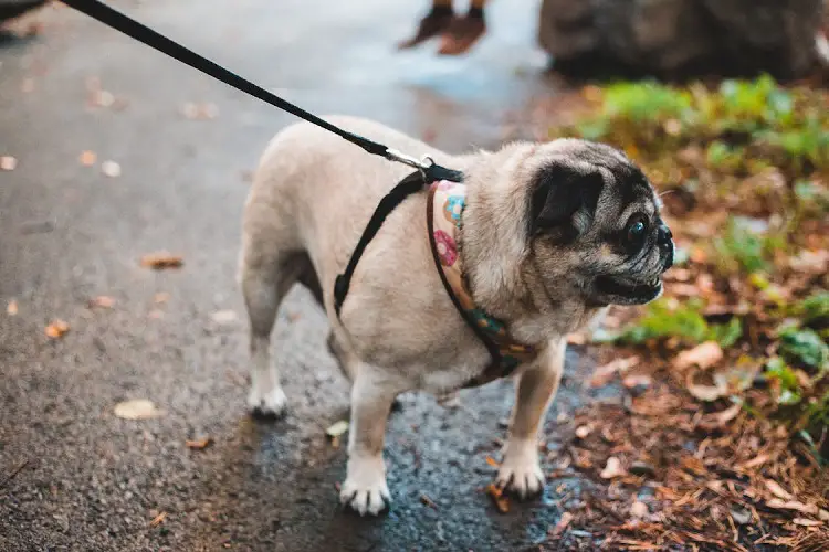 population canine américaine