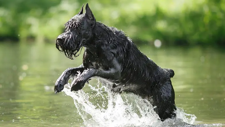 Schnauzer géant du Parti