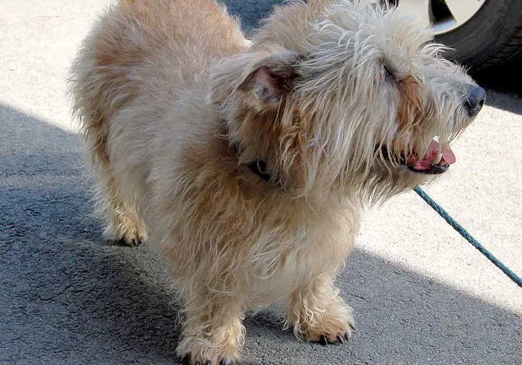 races de terriers débraillés