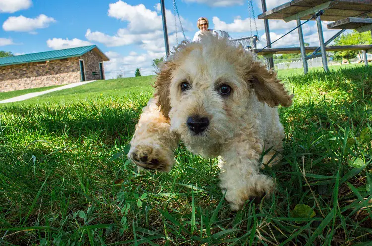 Glen des chiots imaal terrier