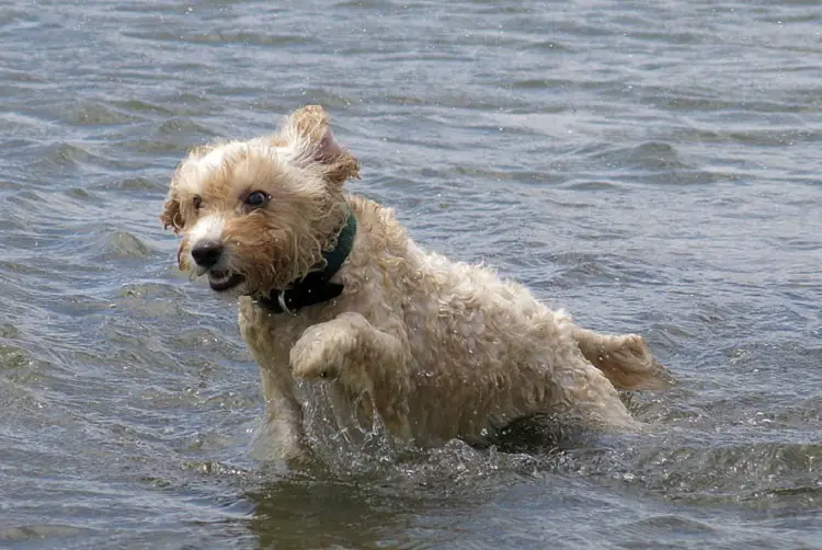 Glen des éleveurs de terriers imaal